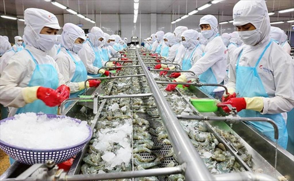 Thu hoạch và chế biến thủy sản trên đà phục hồi.