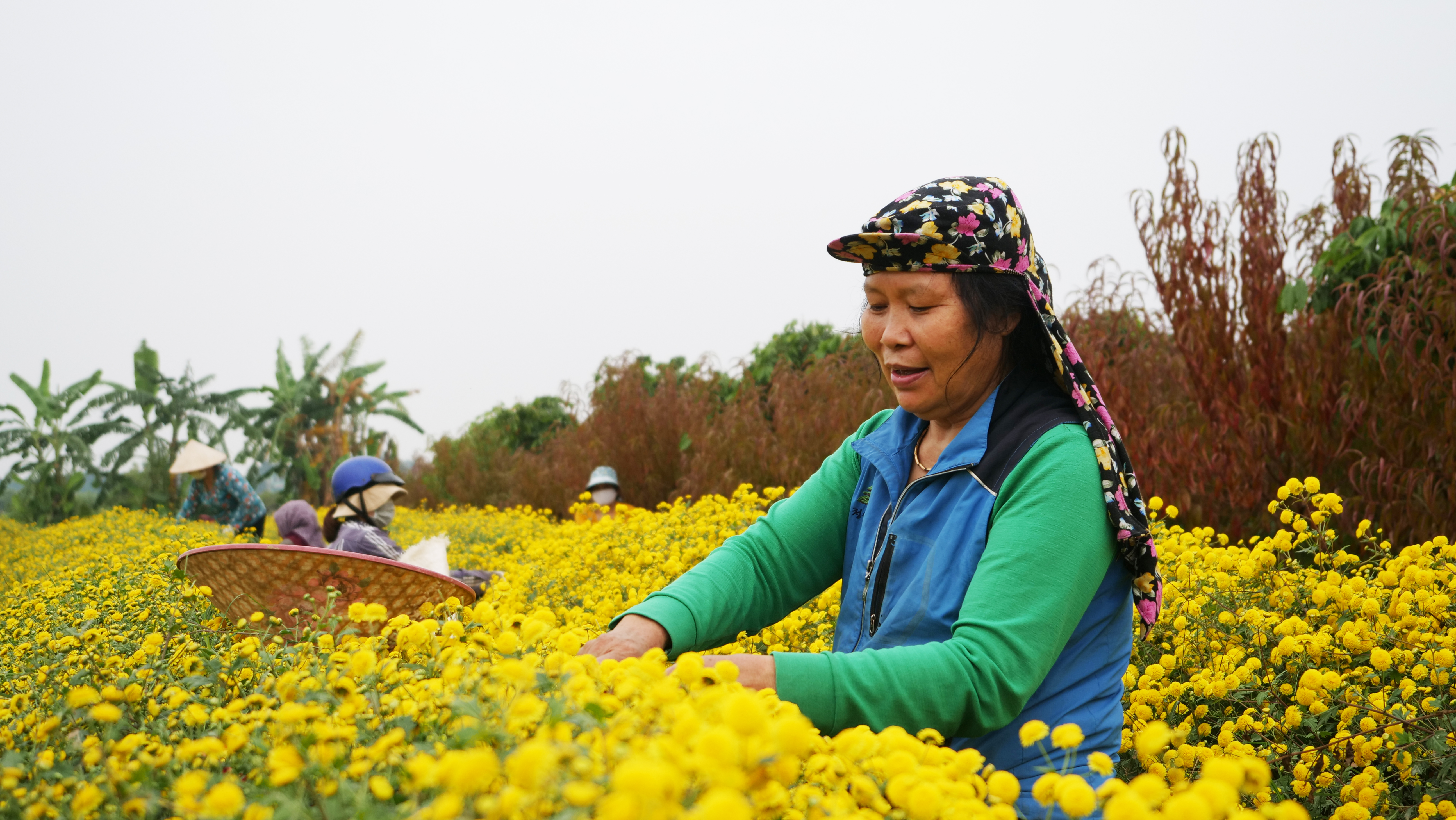 B&agrave; Đỗ Thị Bắc c&oacute; 3 s&agrave;o c&uacute;c chi. Ước t&iacute;nh vụ năm nay thu hoạch năm nay được khoảng hơn 1 tấn c&uacute;c tươi. Với gi&aacute; b&aacute;n l&agrave; 35 ngh&igrave;n/1kg. Dự kiến b&agrave; Bắc sẽ thu được hơn 40 triệu vụ.