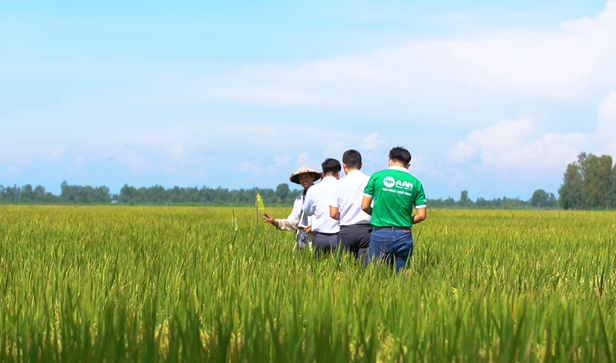 Gạo A An ng&agrave;y c&agrave;ng mở rộng quy m&ocirc; li&ecirc;n kết bao ti&ecirc;u, đồng h&agrave;nh c&ugrave;ng n&ocirc;ng d&acirc;n trong chuỗi sản xuất l&uacute;a gạo.