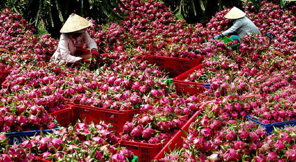 300.000 tấn thanh long cần tiêu thụ từ nay đến hết Tết Nguyên Đán.