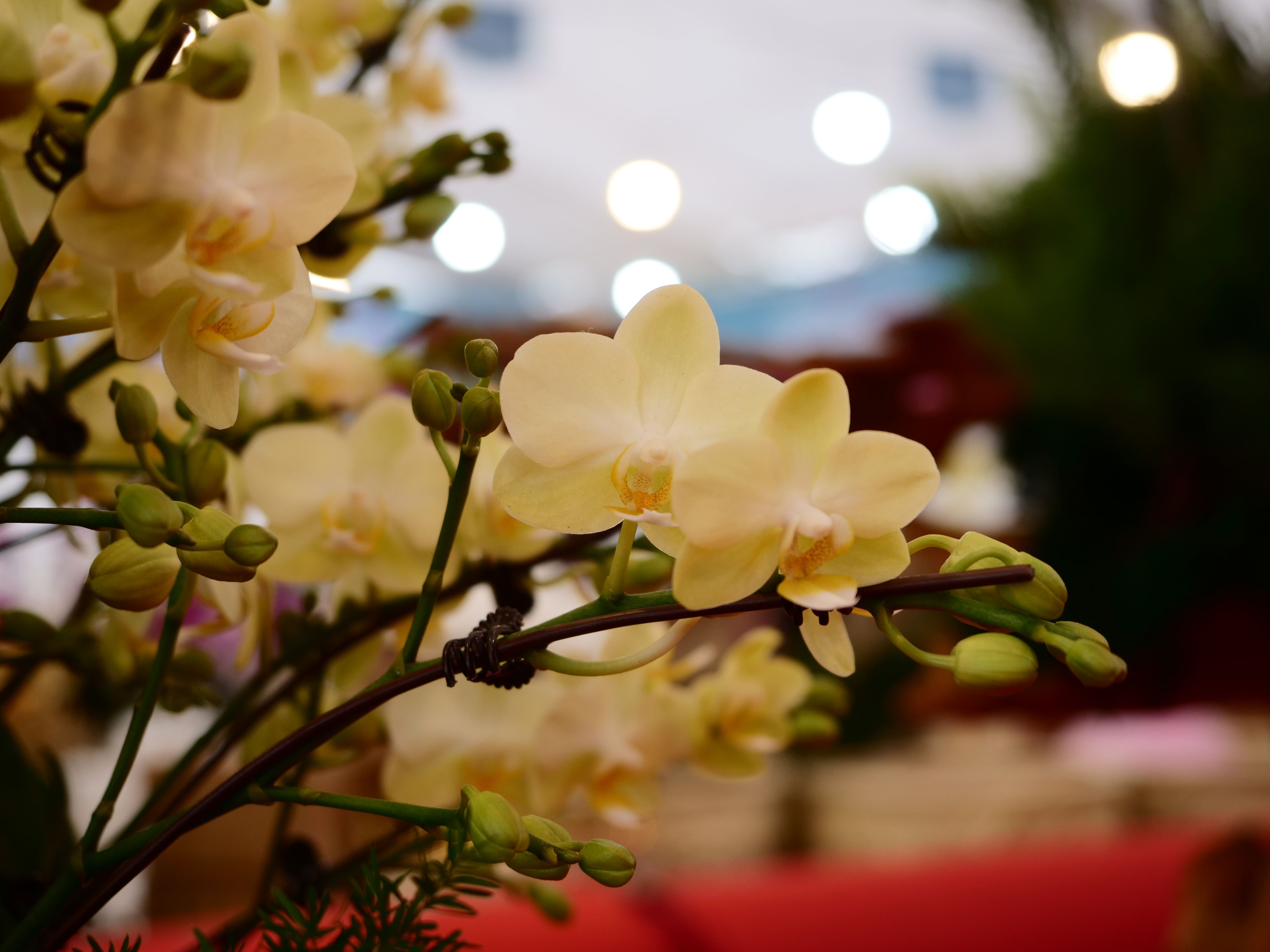 Gi&aacute; b&aacute;n mỗi chậu lan từ h&agrave;ng chục triệu đến h&agrave;ng trăm triệu đồng.

Chưa phải l&agrave; thời gian cao điểm nhưng những cửa h&agrave;ng b&aacute;n lan đ&atilde; thu h&uacute;t kh&aacute; nhiều người đến xem.

Năm nay, mặc d&ugrave; Link Trang Chủ PG88.Com Mới #2026 kh&oacute; khăn nhưng theo nhiều chủ vựa lan, người H&agrave; Nội vẫn sẽ 