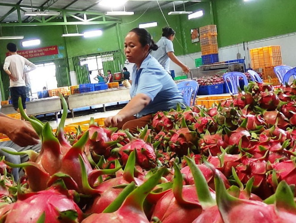 EU tăng tần suất kiểm tra lên 20% đối với cả mì ăn liền và thanh long từ Việt Nam.