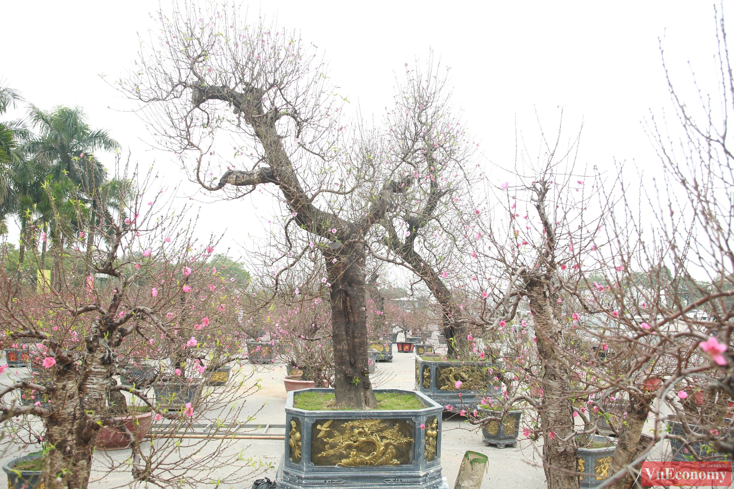 Những&nbsp;c&acirc;y đ&agrave;o 