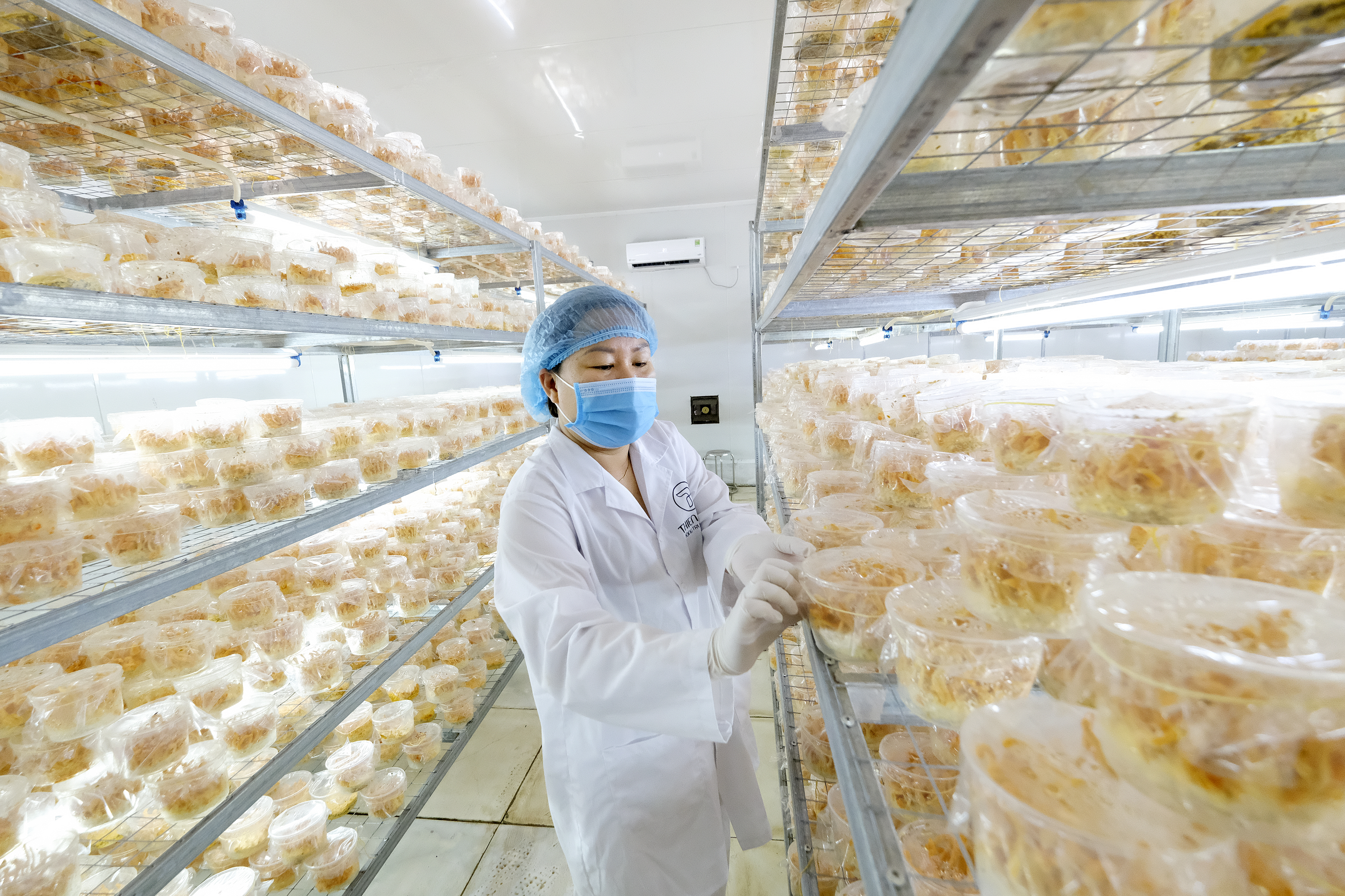 Chị Hồng v&agrave; m&ocirc; h&igrave;nh sản xuất kh&eacute;p k&iacute;n, gồm nghi&ecirc;n cứu &ndash; nu&ocirc;i trồng &ndash; chế biến &ndash; ph&acirc;n phối, tạo ra chuỗi gi&aacute; trị gia tăng li&ecirc;n kết từ loại đ&ocirc;ng dược qu&yacute;.