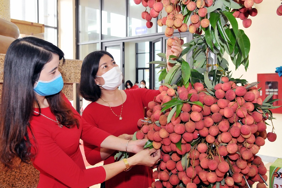 Năm 2022, tỉnh Bắc Giang phấn đấu Pg88 com chính chủ 1.600 tấn vải thiều.