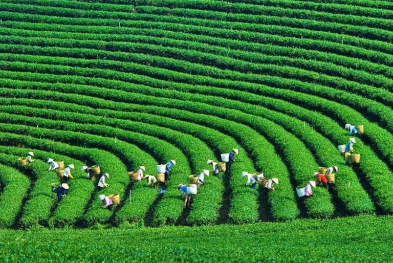 Tăng trưởng xanh &ndash; Ch&igrave;a kh&oacute;a của ph&aacute;t triển bền vững. Ảnh: sưu tầm