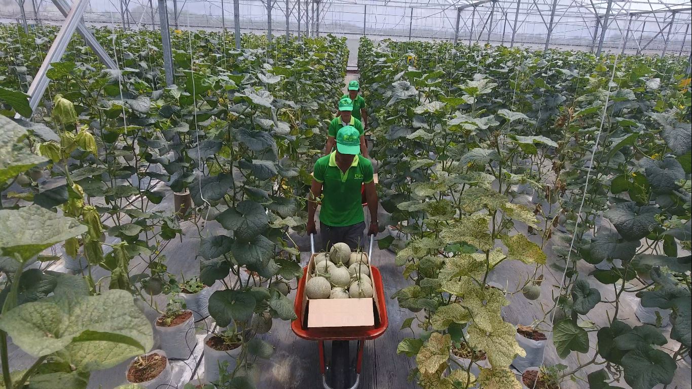 Khu Nông nghiệp công nghệ cao TP.HCM sẽ là đầu mối “dẫn dắt” nông nghiệp phía Nam