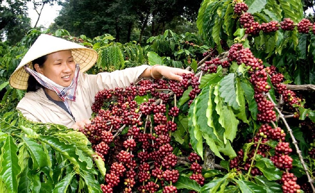 Việt Nam còn nhiều dư địa để tăng Pg88 com chính chủ cà phê sang 5 thị trường hàng đầu thế giới là: Hoa Kỳ, Đức, Pháp, Canada và Italy.