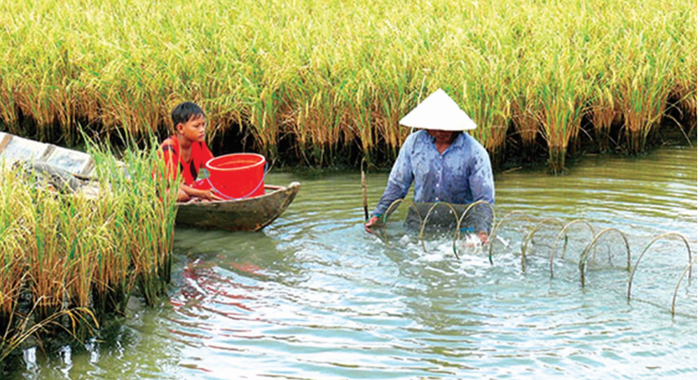 Mô hình tôm - lúa giúp tăng lợi nhuận cho nông dân.