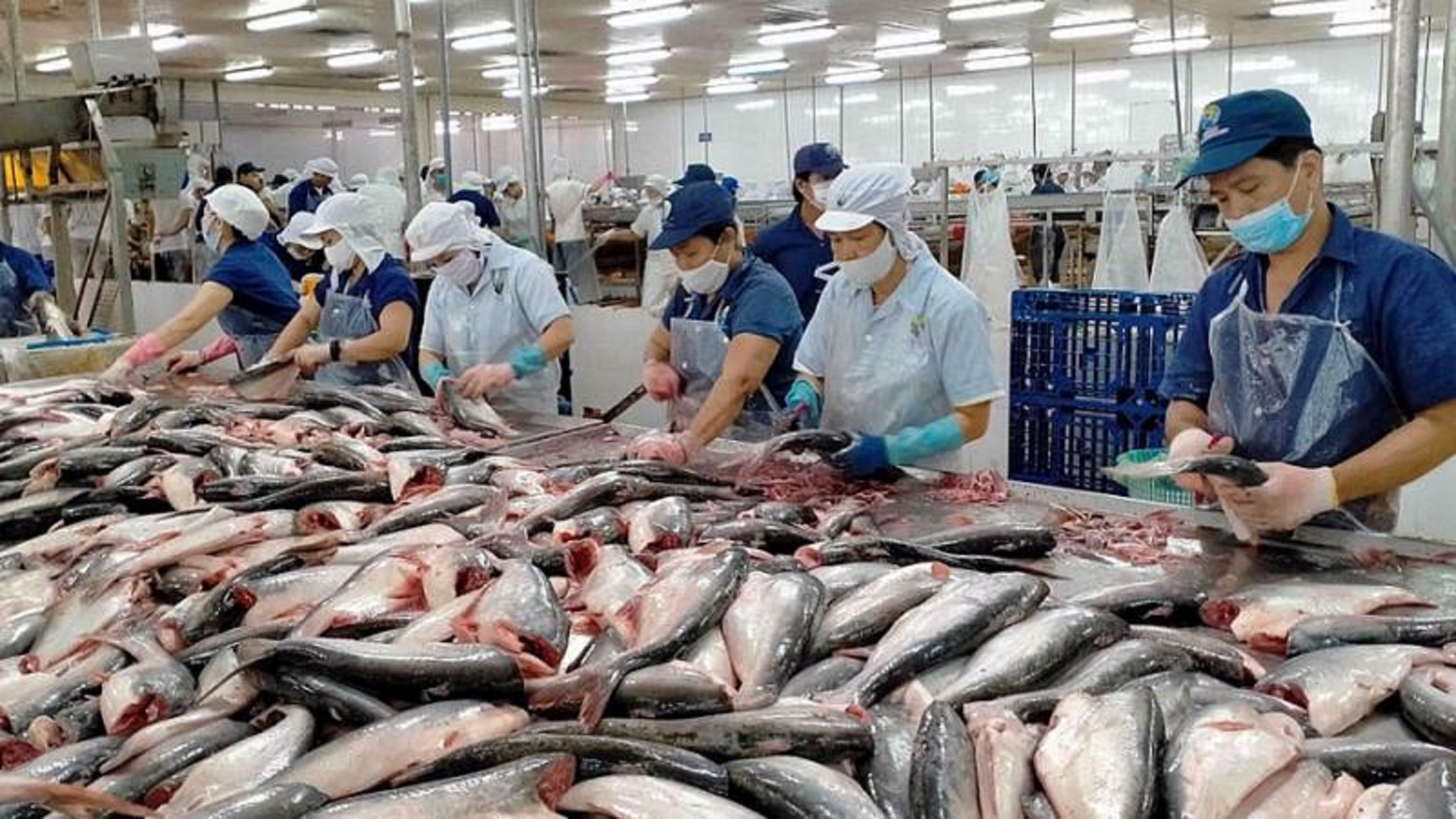 Nhiều 6Pg88.con độc quyền mỗi ngày Pg88 com chính chủ cá tra đang lo lắng với quy định kiểm tra chặt dấu vết Covid trên thủy sản nhập khẩu của Trung Quốc.