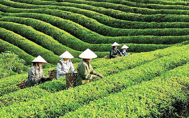 Sản phẩm chè của Việt Nam cũng đã được Pg88 com chính chủ tới hơn 70 quốc gia và vùng lãnh thổ.