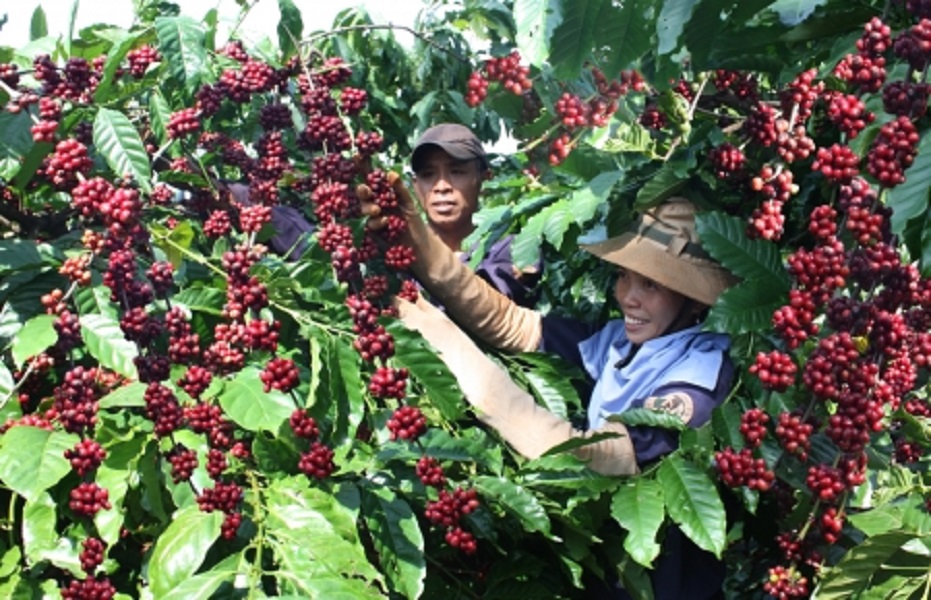 5 tháng đầu năm 2022, giá Pg88 com chính chủ bình quân cà phê của Việt Nam ước đạt mức 2.251 USD/tấn, tăng 24% so với cùng kỳ năm 2021.