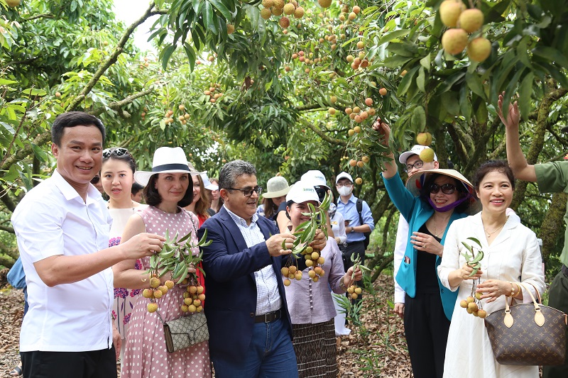 Các vị khách trải nghiệm và tham quan vườn vải. Ảnh - Cổng thông tin điện tử Hải Dương. 