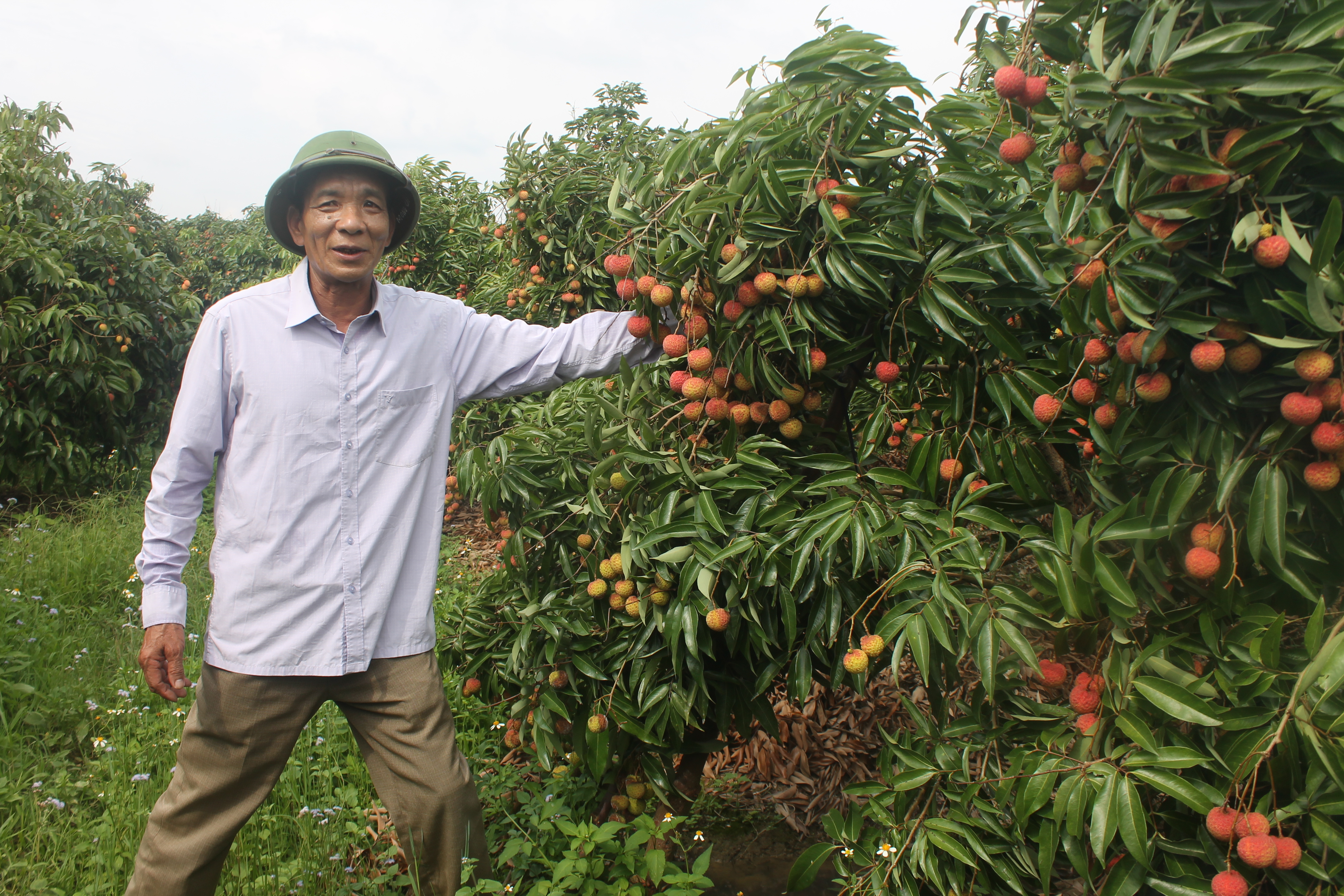 Ông Thăng Văn Báo và vườn vải thiều Global Gap.