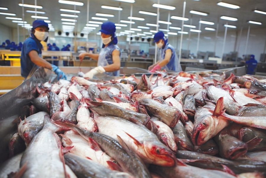 Sản phẩm cá tra đông lạnh sẽ được hưởng thuế EVFTA 0% sau 3 năm.