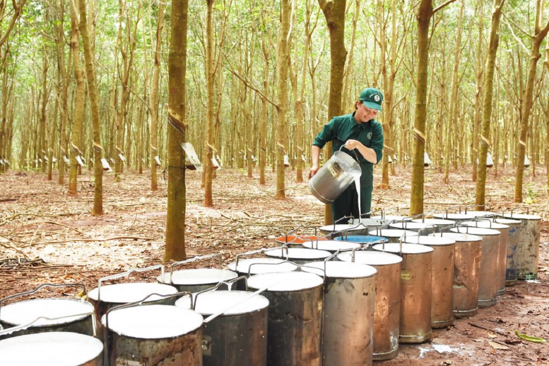 Pg88 com chính chủ cao su đang thuận lợi.
