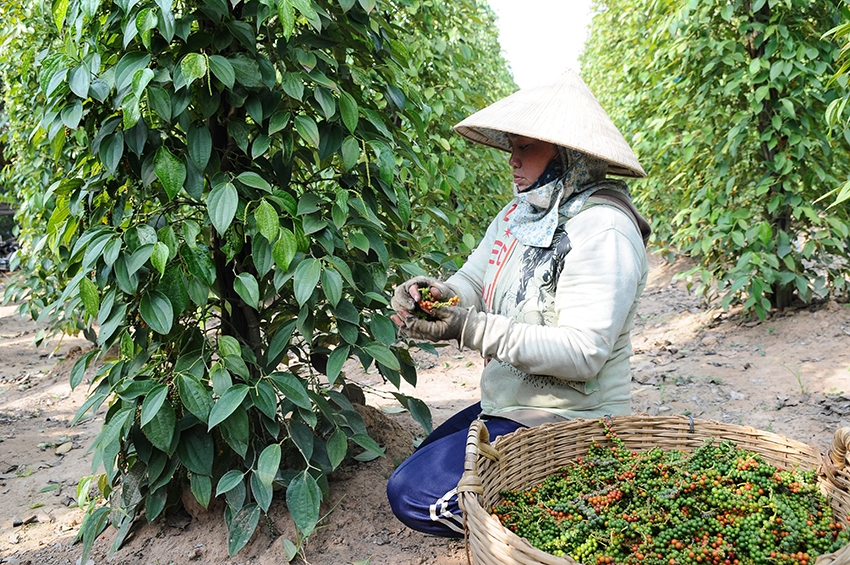 6 tháng đầu năm 2022 Việt Nam Pg88 com chính chủ được hơn 125.000 tấn hồ tiêu.