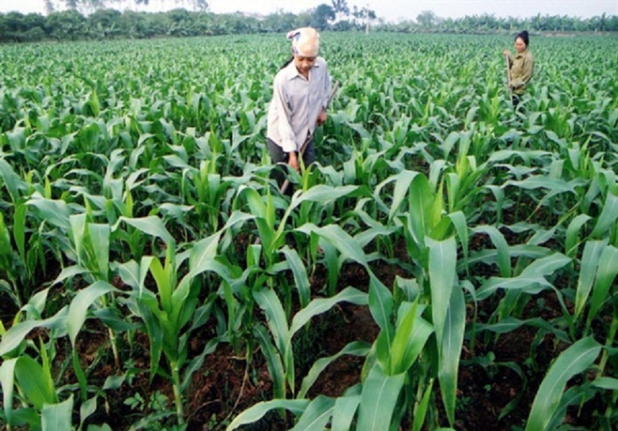 7 tháng năm 2022: Nhập khẩu nguyên liệu thức ăn chăn nuôi lên tới 3,1 tỷ USD.