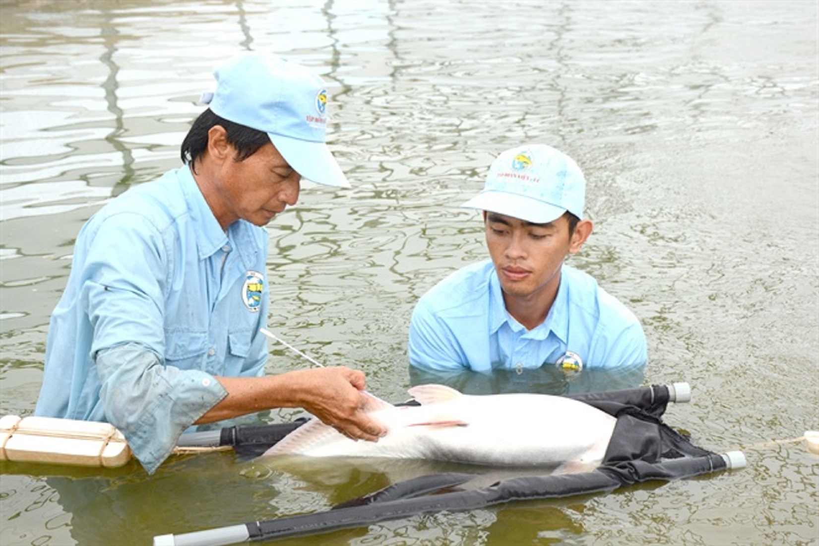 Sản xuất cá tra giống còn bất ổn, nhiều rủi ro