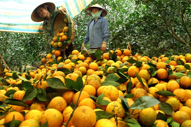 Người nông dân được hướng dẫn cách thức đăng bán sản phẩm trên sàn PG88 Sòng bạc trực tuyến TOP 1 Việt Nam | Casino, Nổ Hũ điện tử.