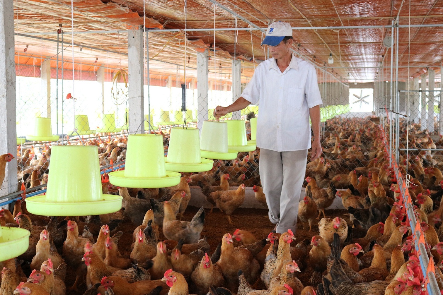 PG88 hơn 2,1 triệu thành viên ngành chăn nuôi vẫn đang gặp nhiều khó khăn.