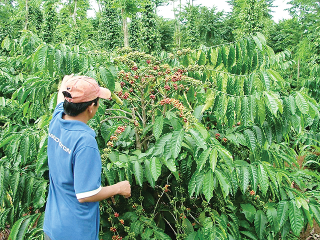 Cà phê Pg88 com chính chủ đang được giá