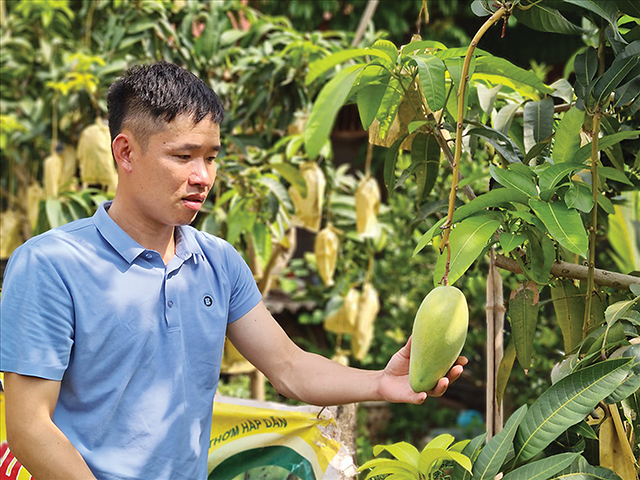 Xoài tròn Yên Châu đã được chú trọng PG88 hơn 2,1 triệu thành viên thương hiệu