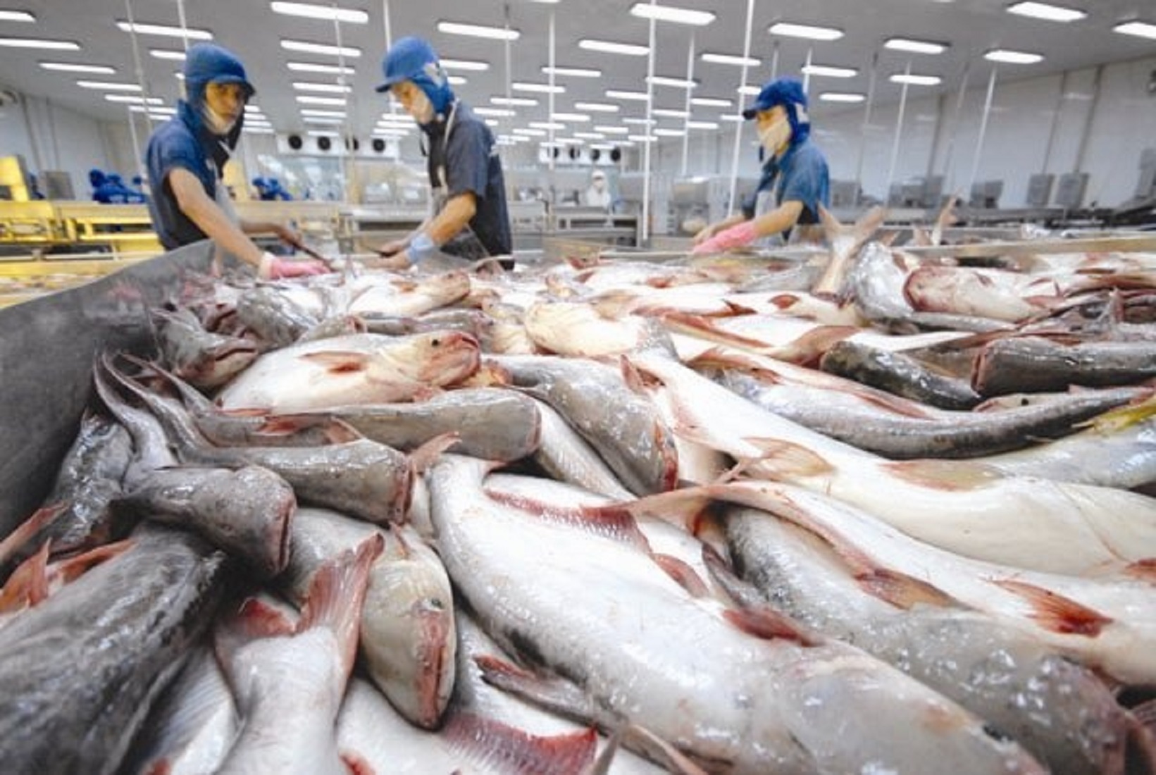  8 tháng năm 2022, Pg88 com chính chủ cá tra sang thị trường Hoa Kỳ tăng 87% so với 8 tháng của năm 2021.