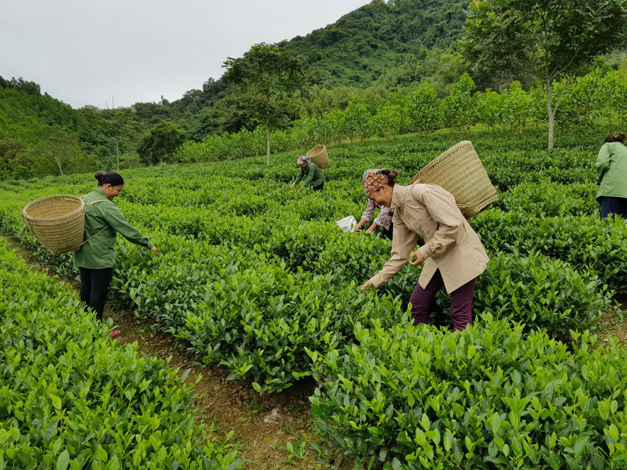 Trình độ PG88 hơn 2,1 triệu thành viên vùng Trung du và miền núi phía Bắc ngày càng chênh lệch so với các vùng còn lại của cả nước.