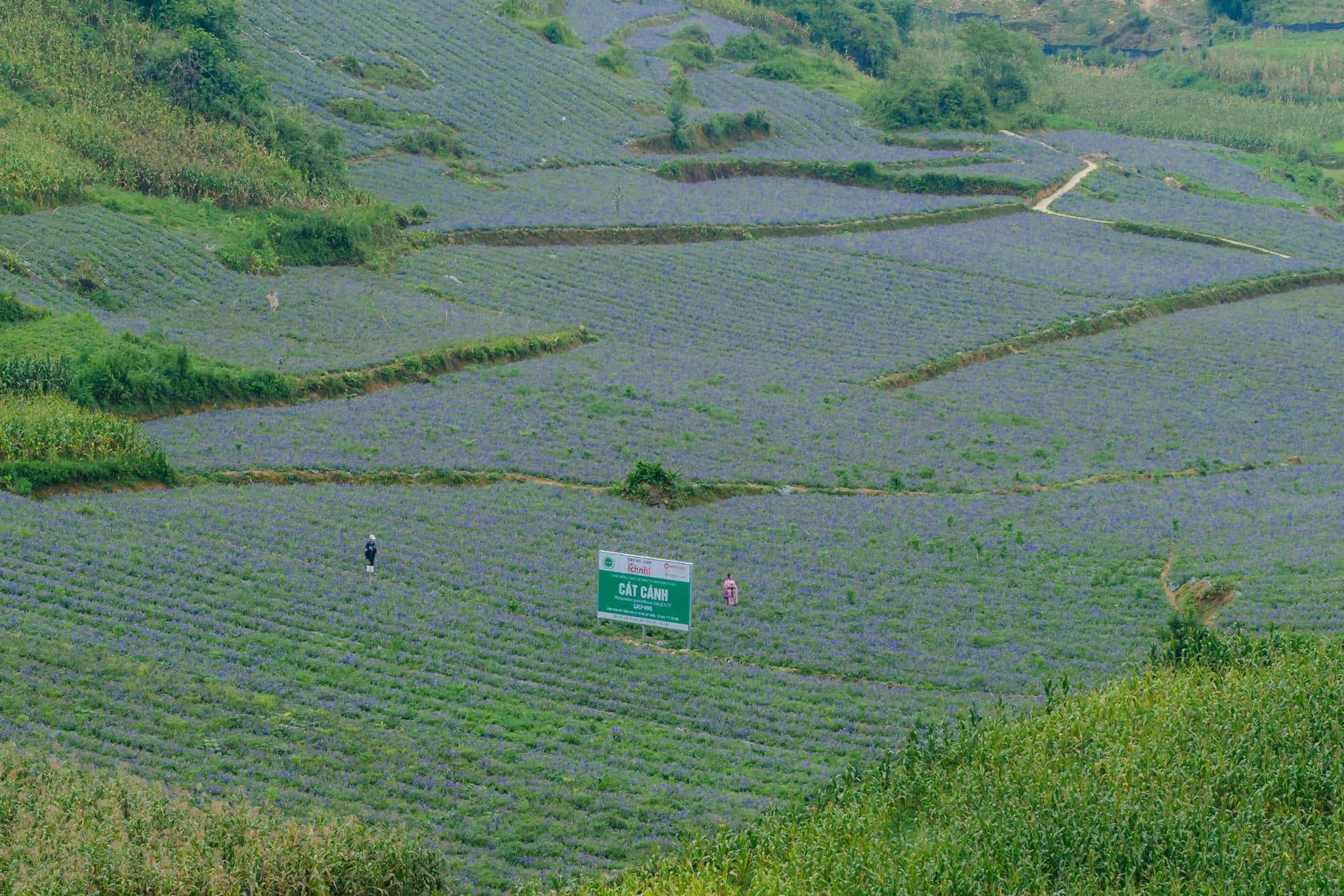 V&ugrave;ng trồng c&aacute;t c&aacute;nh của C&ocirc;ng ty Nam Dược đạt ti&ecirc;u chuẩn GACP-WHO tại Bắc H&agrave; (L&agrave;o Cai).