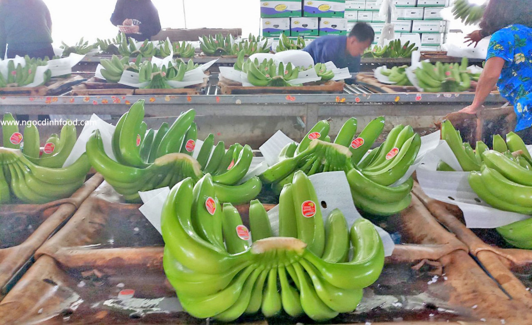 Chuối đã được phép Pg88 com chính chủ chính ngạch sang Trung Quốc.