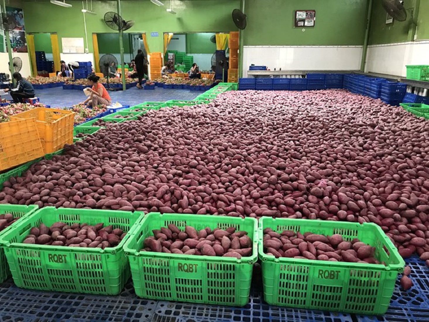 Khoai lang mong chờ Pg88 com chính chủ chính ngạch sang Trung Quốc.