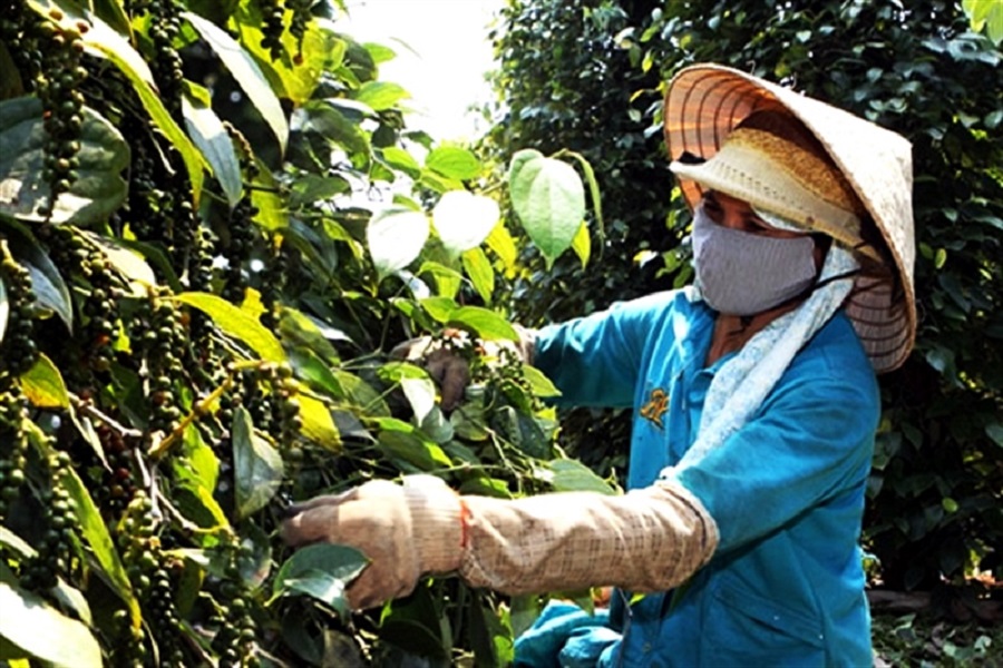 Pg88 com chính chủ tiêu vẫn chưa hết khó khăn.