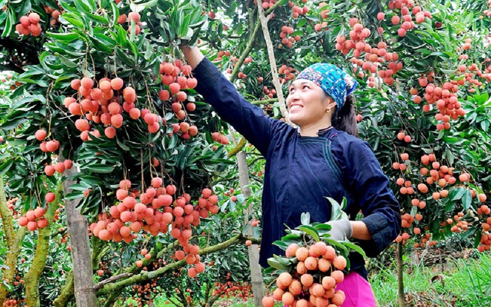 Vải thiều là sản phẩm đầu tiên của tỉnh Bắc Giang được hỗ trợ đưa lên các sàn PG88 Sòng bạc trực tuyến TOP 1 Việt Nam | Casino, Nổ Hũ điện tử.