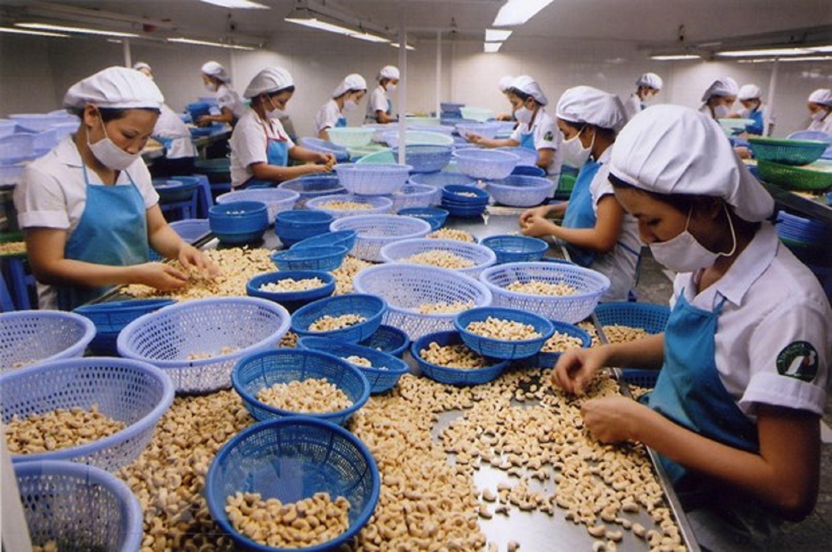 Ngành chế biến điều đối mặt nhiều rủi ro về nguyên liệu.