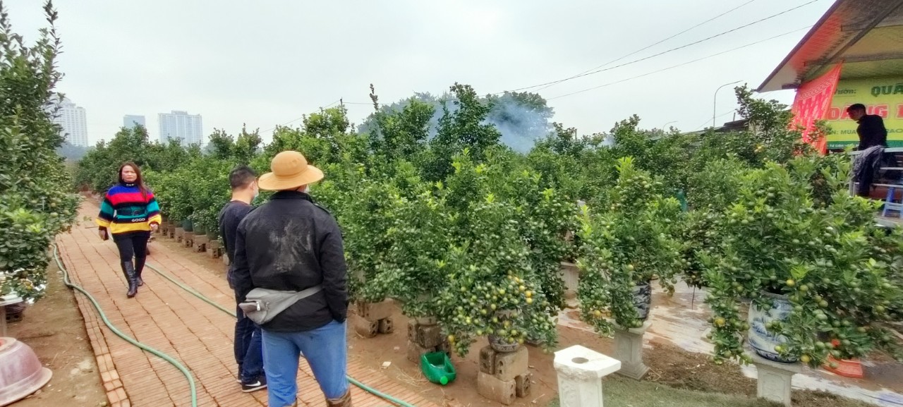 Chủ vườn quất Ho&agrave;ng Dũng, T&acirc;y Hồ, H&agrave; Nội cho biết, c&oacute; 5 vườn trồng quất bonsai sẽ cung cấp khoảng 4.000 gốc quất. Ảnh: An Trần