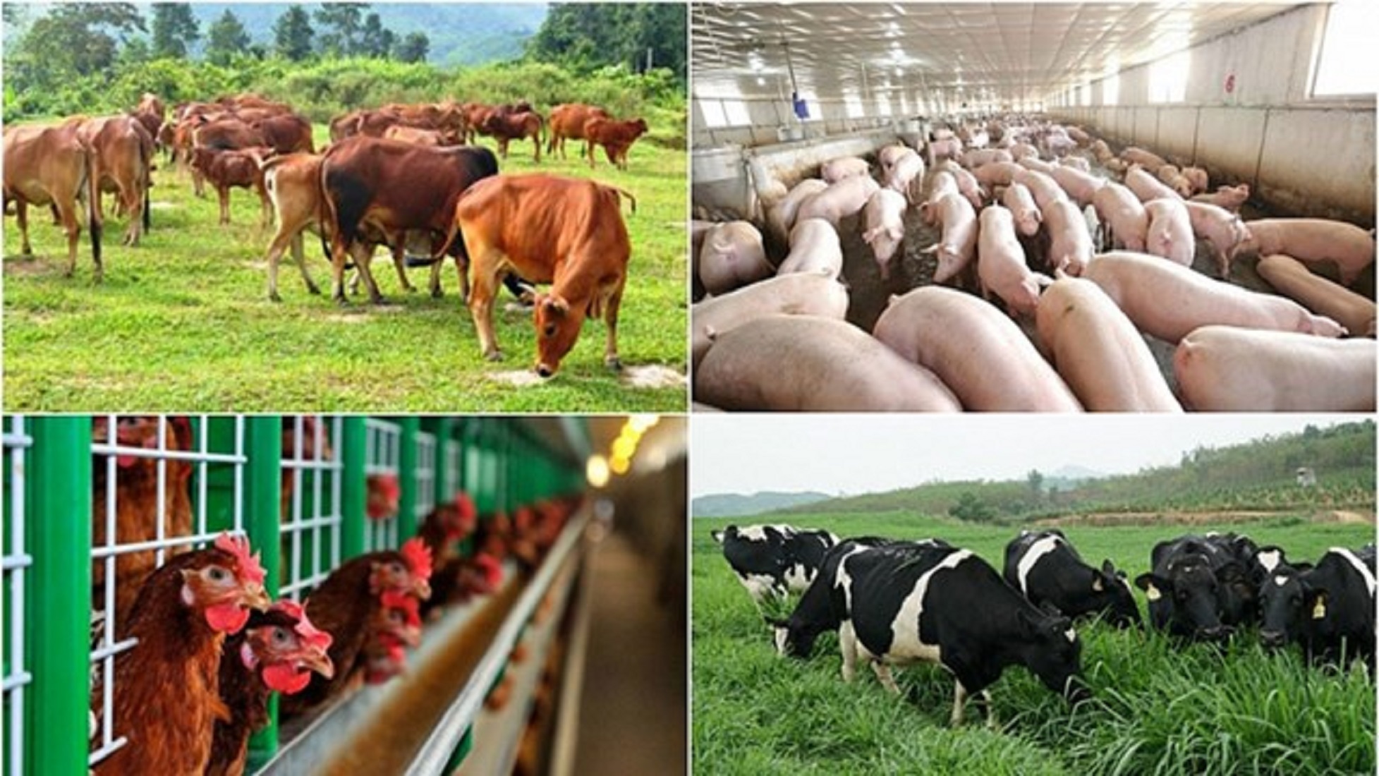 PG88 hơn 2,1 triệu thành viên chăn nuôi sẽ còn gặp nhiều khó khăn trong năm 2023