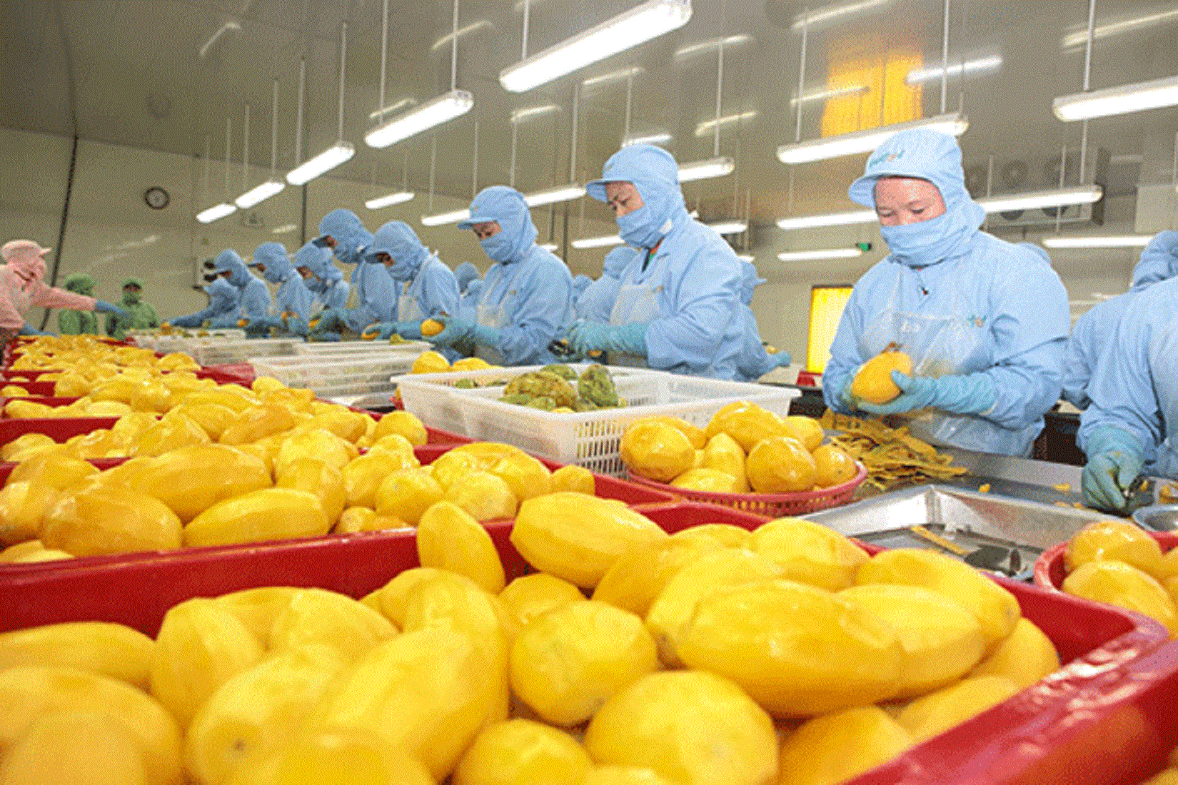Nghịch lý ngành rau quả: Pg88vnd link khuyến  giảm, nhập khẩu tăng cao