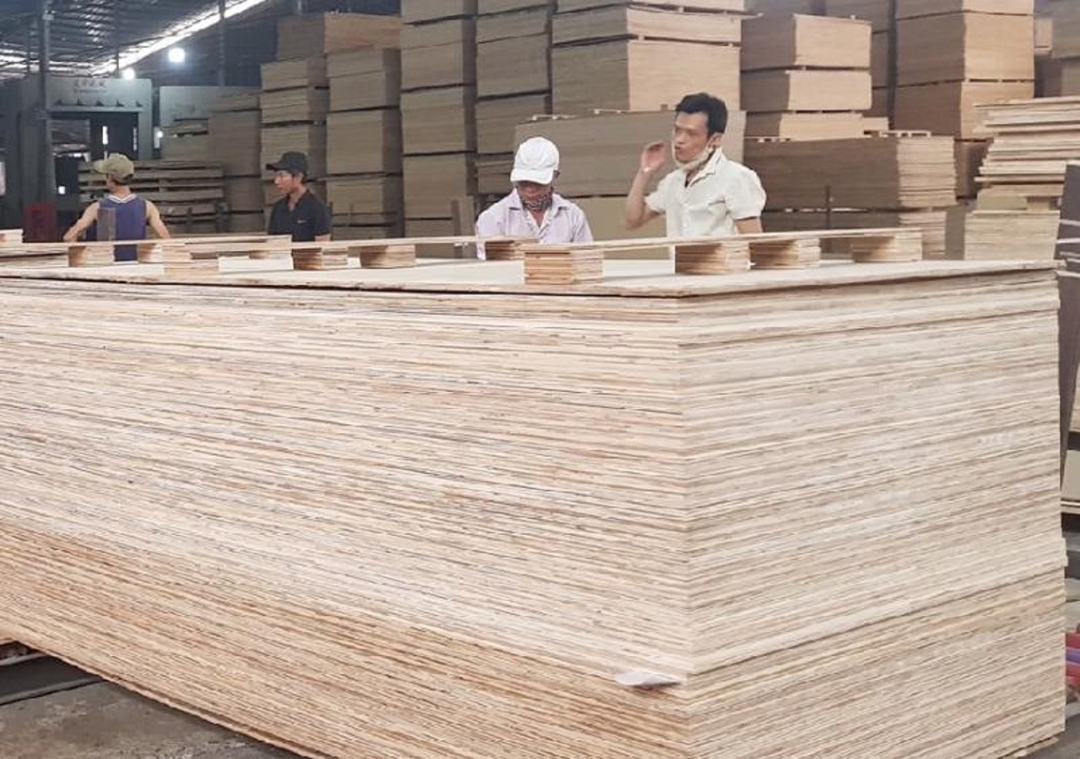 Pg88 com chính chủ gỗ dán đang chịu sự cạnh tranh từ nhiều nước.