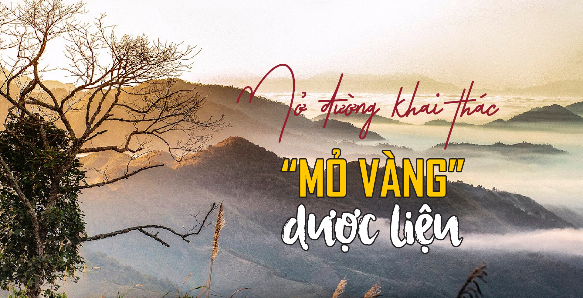 Mở đường khai thác “mỏ vàng ” dược liệu 