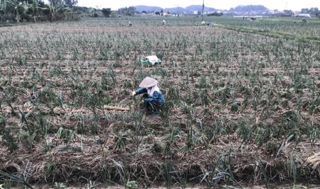 N&ocirc;ng d&acirc;n Kinh M&ocirc;n thu hoạch h&agrave;nh tr&ecirc;n đồng ruộng. Ảnh: Chu Kh&ocirc;i.