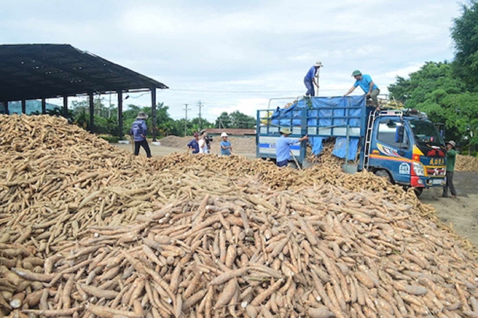 Trong 2 tháng đầu năm 2023, Trung Quốc là thị trường lớn nhất khi chiếm 94,69% tổng lượng Pg88 com chính chủ sắn và các sản phẩm sắn của Việt Nam.