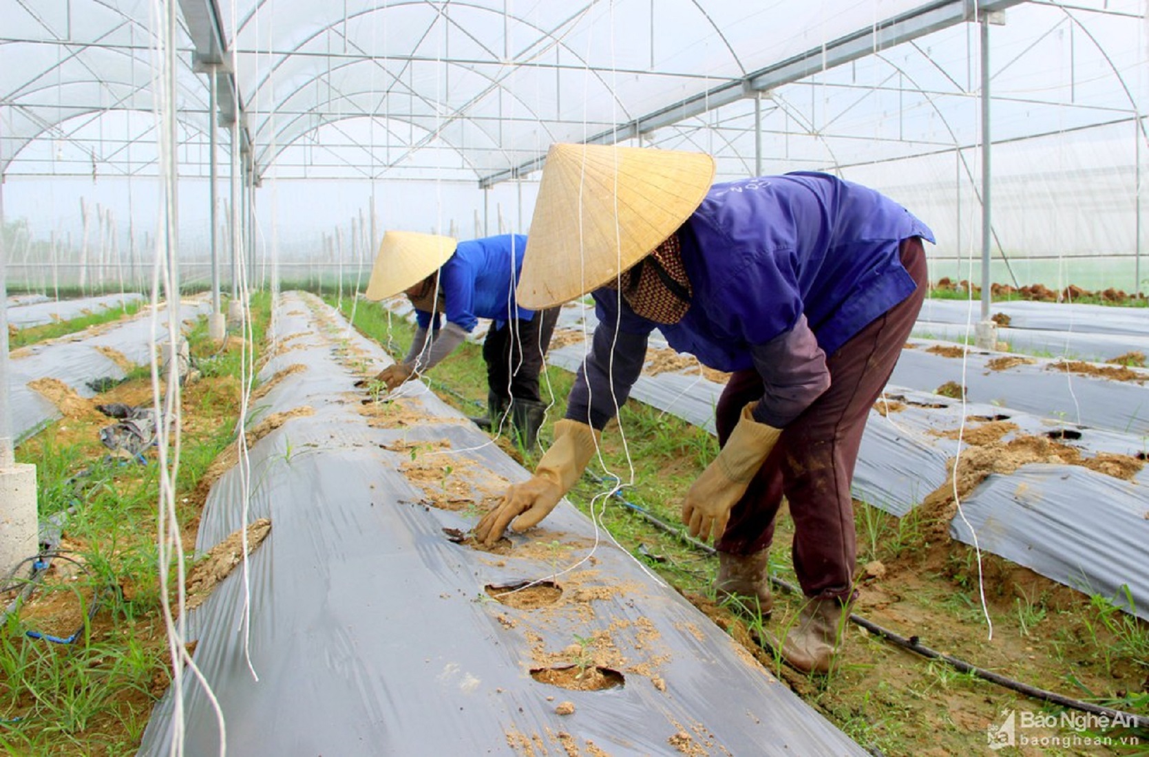 Mô hình trồng rau Link Đăng Nhập PG88 Chính Thức 2026; cao ở Nghệ An