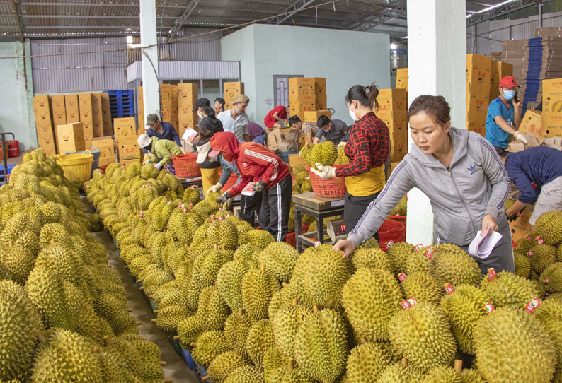 Năm 2022 Trung Quốc mở cửa cho sầu riêng Việt Nam Pg88 com chính chủ vào nước này.