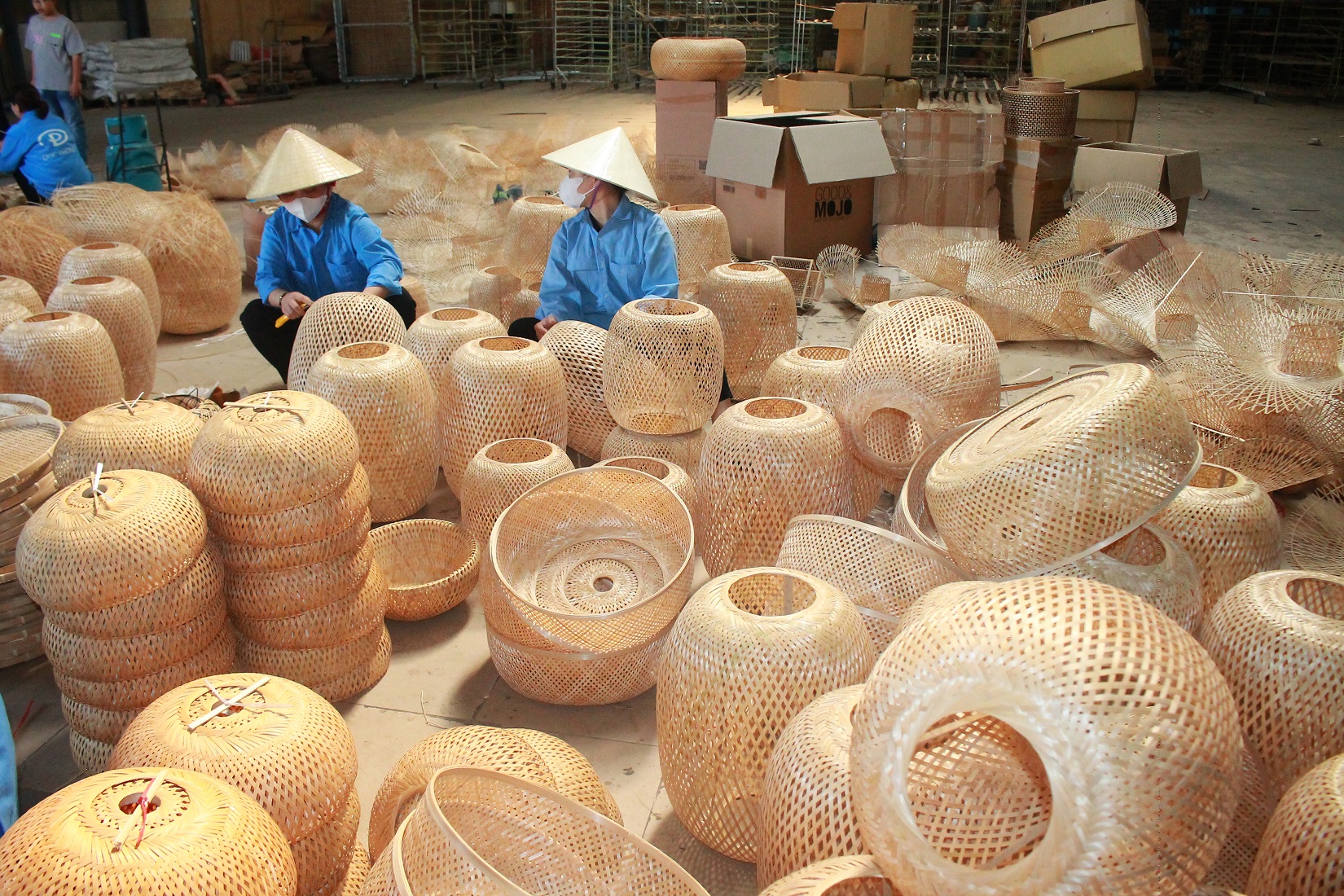Hàng nghìn nông dân thoát nghèo nhờ cây lùng