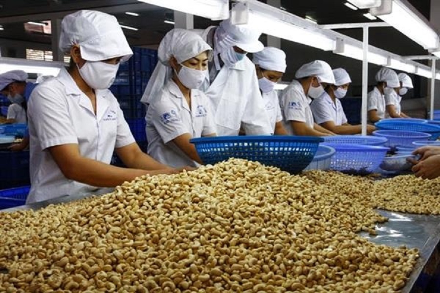 Ngành điều Việt Nam vẫn giữ vị trí số 1 thế giới về sản lượng điều nhân Pg88 com chính chủ.
