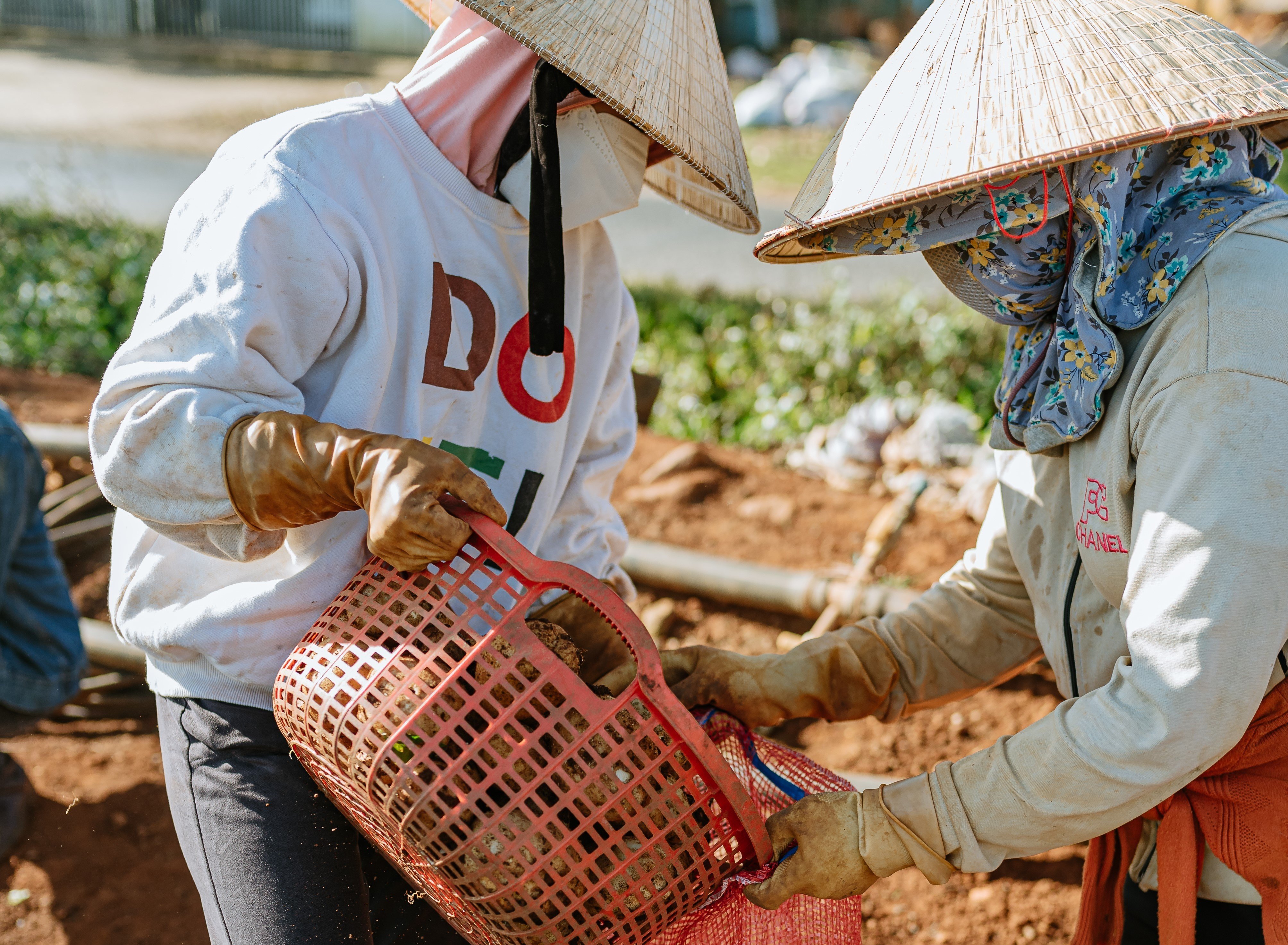 Nông dân trồng khoai tây có nguồn thu nhập ổn định từ việc kết nối với 6Pg88.con độc quyền mỗi ngày