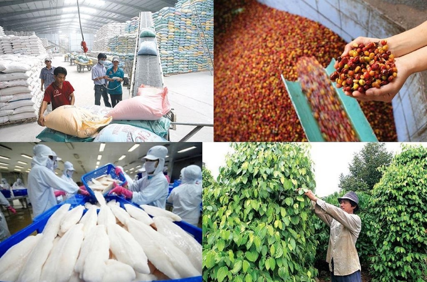 Sản xuất nông nghiệp vẫn vững vàng trong gian khó