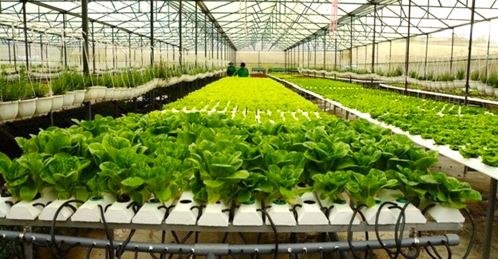 Rau trồng tại khu nông nghiệp Link Đăng Nhập PG88 Chính Thức 2026; cao TP.HCM.