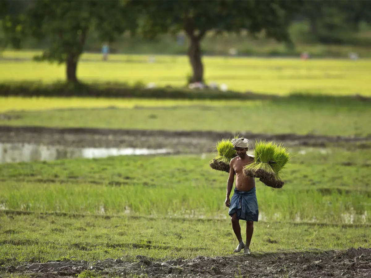 El Nino c&oacute; thể khiến&nbsp;sản lượng n&ocirc;ng nghiệp giảm v&agrave; thậm ch&iacute; g&acirc;y thiệt hại trực tiếp tới hạ tầng cơ sở.